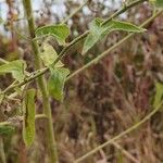 Kosteletzkya pentacarpos Leaf