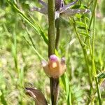 Limodorum abortivum Flower