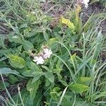 Atocion armeria Habitus