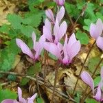 Cyclamen purpurascensFiore