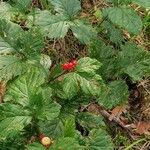 Rubus saxatilis 叶