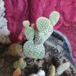 Opuntia microdasys Leht