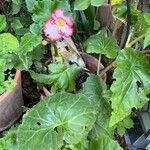 Begonia spp. Leaf