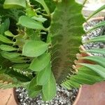 Euphorbia trigona Yaprak