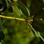 Rhododendron lacteum বাকল