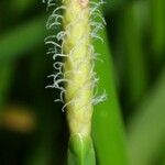 Eleocharis interstincta Fruit