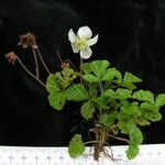 Rubus nepalensis Habitatea