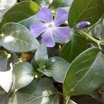 Vinca major 花