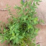 Salvia cuspidata Συνήθη χαρακτηριστικά