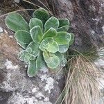 Saxifraga cotyledon 葉