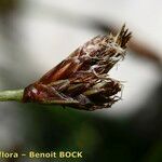 Carex mucronata Fruto