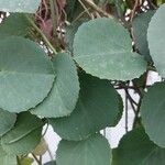 Cissus rotundifolia पत्ता