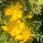 Hypericum balearicum Flor