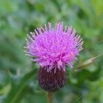 Cirsium arvenseപുഷ്പം