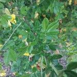 Caragana sinica Leaf