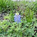 Lupinus subcarnosus Flower