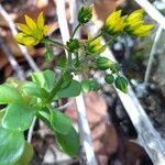 Aichryson divaricatum Flower