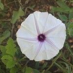 Ipomoea mombassana花