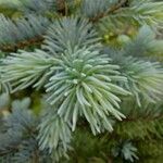 Picea pungensBlad