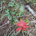 Castilleja miniata পাতা