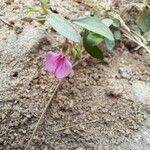 Hybanthus enneaspermus फूल
