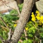 Forsythia viridissima Lubje