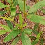 Eriosema laurentii Leaf