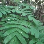 Calliandra parvifolia Leaf