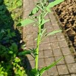 Chenopodium ficifolium Lehti