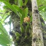 Bulbophyllum densum Habit