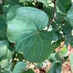 Cercis griffithii Leaf