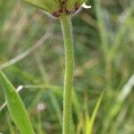 Trifolium pannonicum 其他