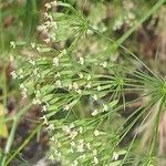 Falcaria vulgaris Fruit