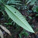 Miconia cacatin Leaf