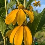 Rudbeckia nitida 花