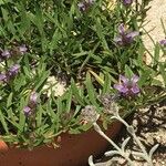 Prunella hyssopifolia Flower