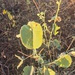 Abutilon pannosum Leaf