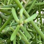 Euphorbia tirucalli Liść