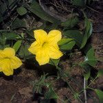Adenocalymma bracteosum Flor