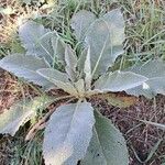 Verbascum boerhavii Feuille