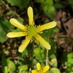 Ranunculus hispidus Květ