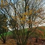 Acer palmatum Habit