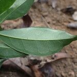 Leptaulus daphnoides 叶