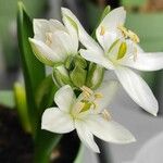 Ornithogalum balansae Habit