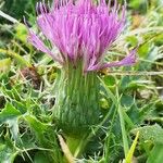 Cirsium acaulon फूल