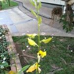 Crotalaria juncea 花