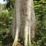 Celtis mildbraedii Rinde