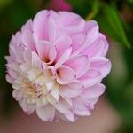 Dahlia pinnata Flower