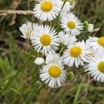 Erigeron annuus പുഷ്പം