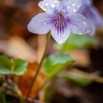 Viola rostrata Flower